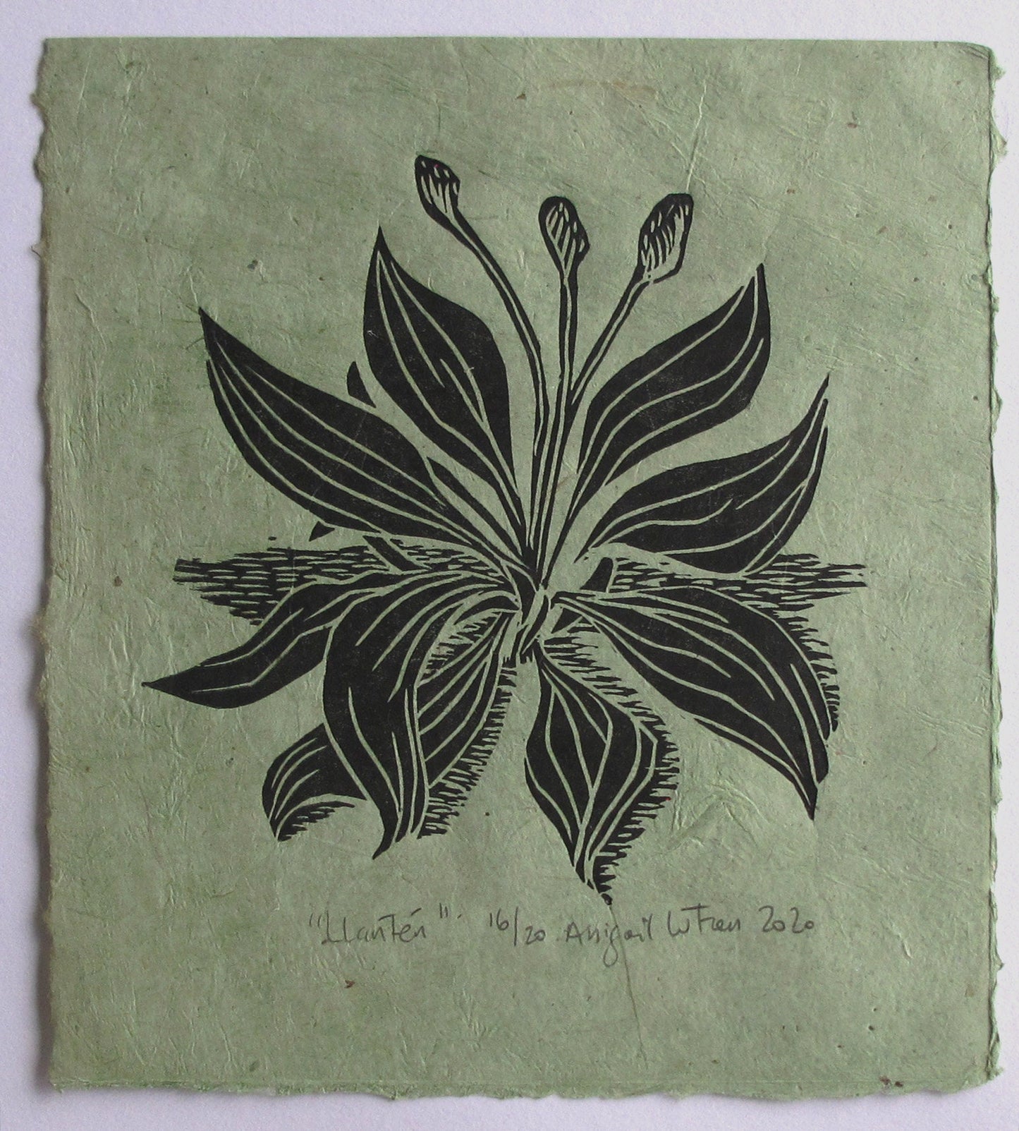Llanten - Limited Edition Handprinted Linocut