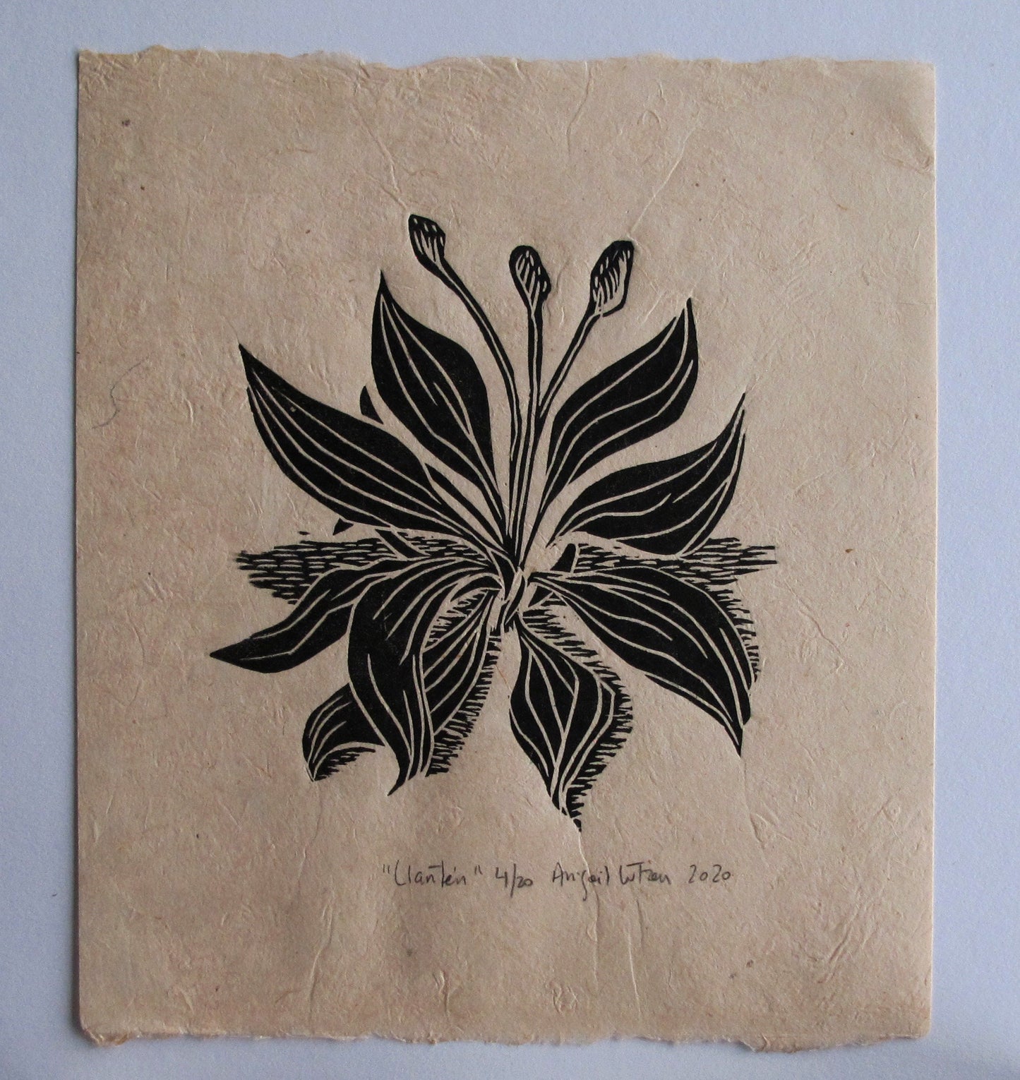 Llanten - Limited Edition Handprinted Linocut