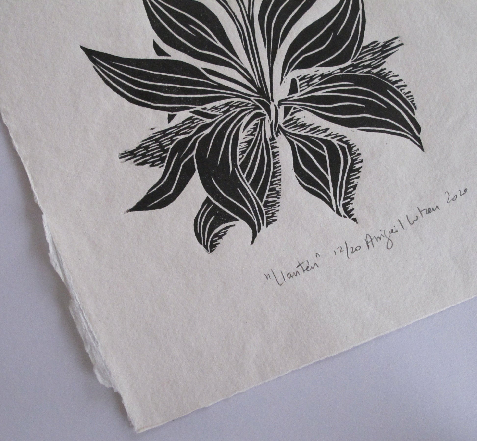 Nature Print, Linocut print, Plant Print, Original Work, Handmade Print, Gift, Black and White, Colour, Limited Edition, Signed.