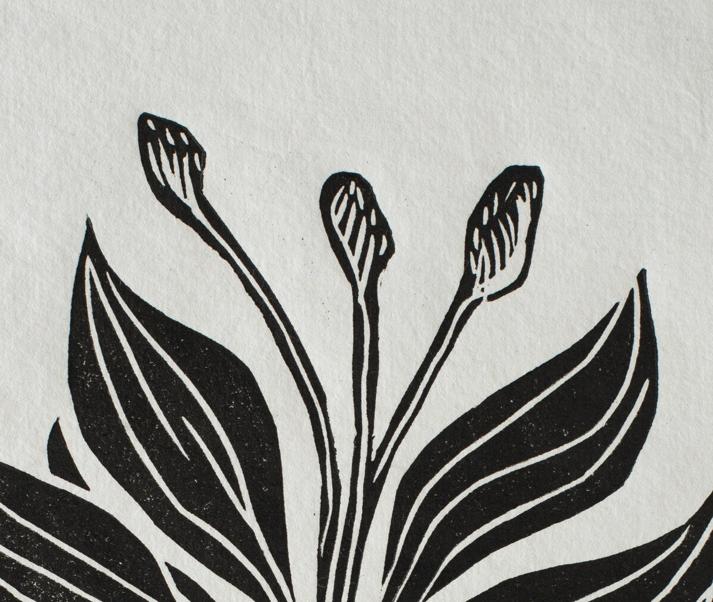 Nature Print, Linocut print, Plant Print, Original Work, Handmade Print, Gift, Black and White, Colour, Limited Edition, Signed.