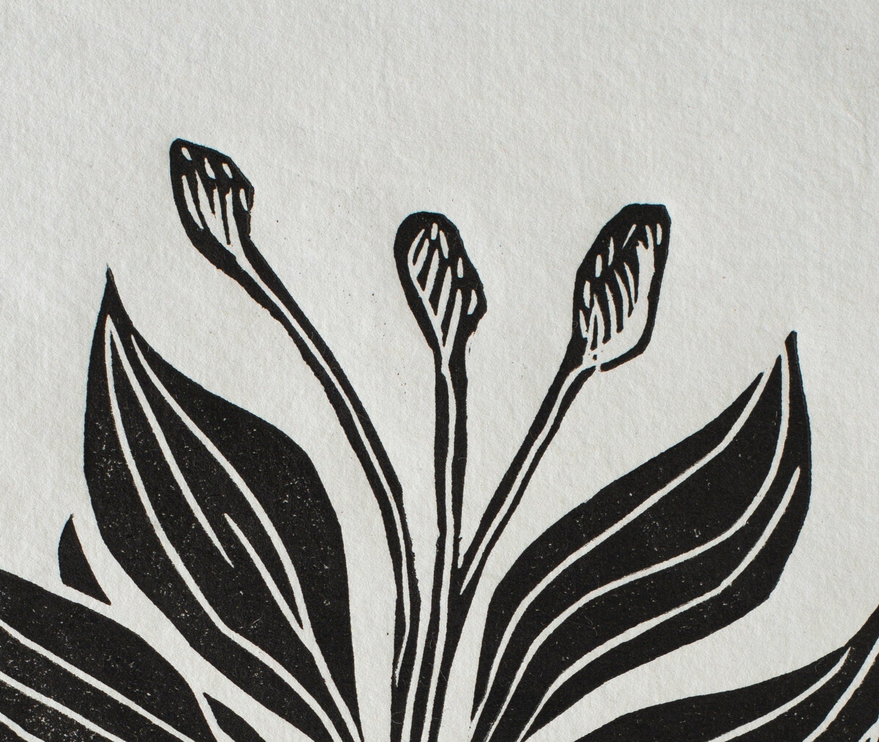 Nature Print, Linocut print, Plant Print, Original Work, Handmade Print, Gift, Black and White, Colour, Limited Edition, Signed.